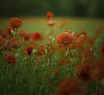 Poppy Papaver rhoeas